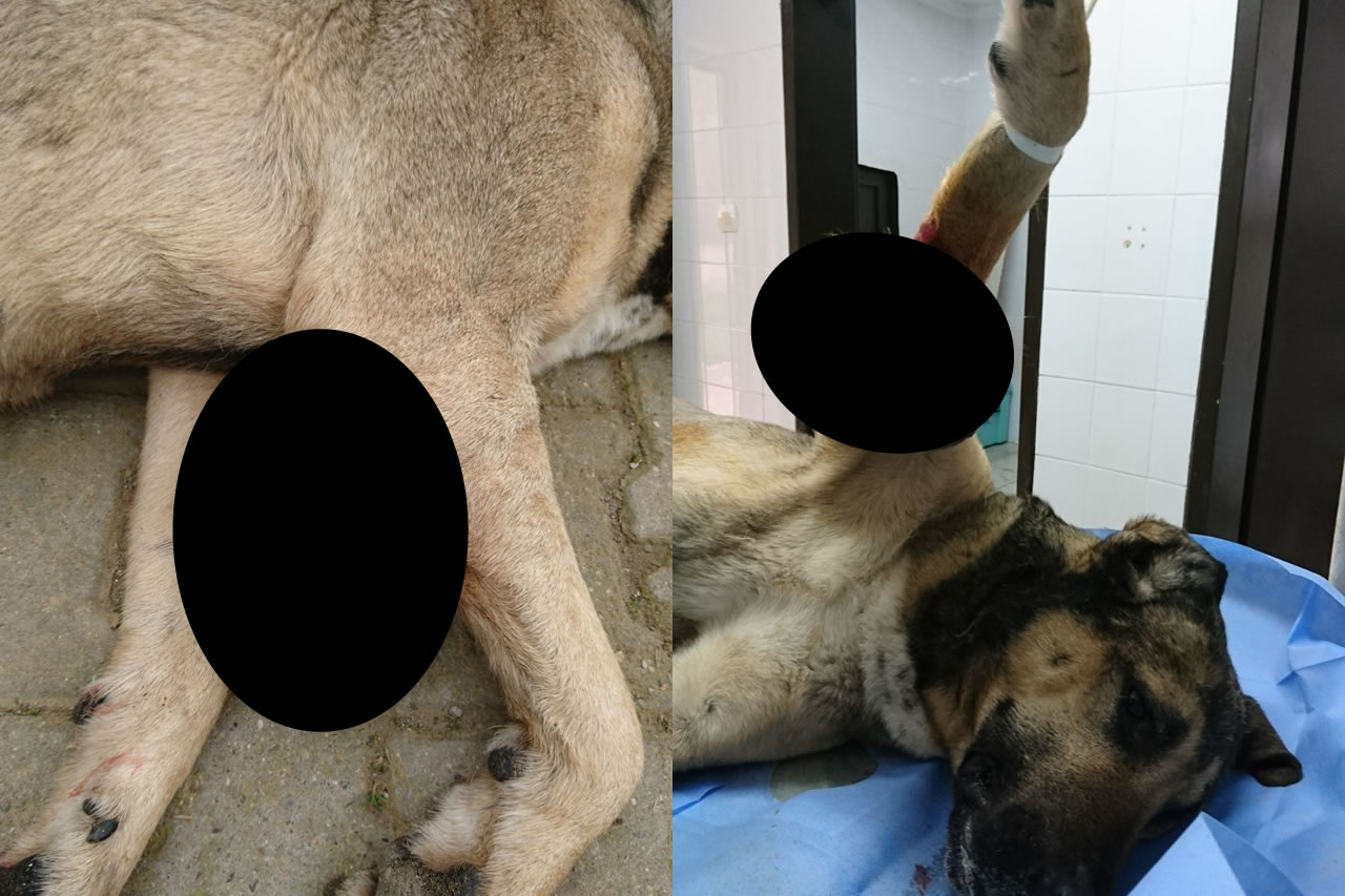 Sokak Köpeğinden 1,5 Kg Tümör Alındı